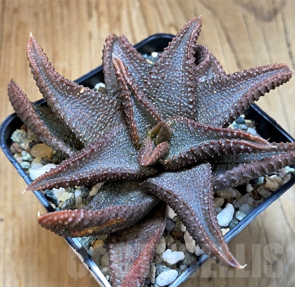SH24950 Haworthia koelmaniorum