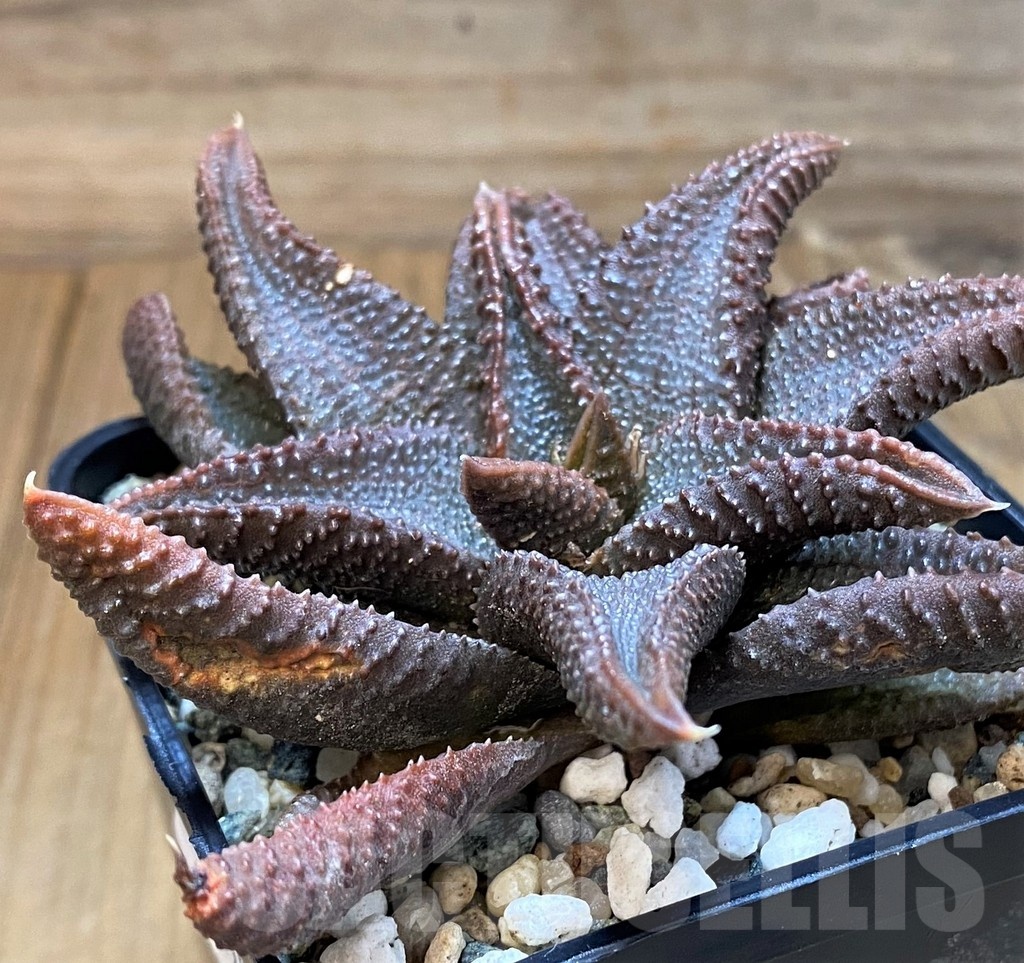 SH24950 Haworthia koelmaniorum - immagine 2