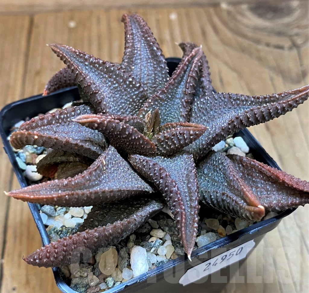 SH24950 Haworthia koelmaniorum - immagine 3