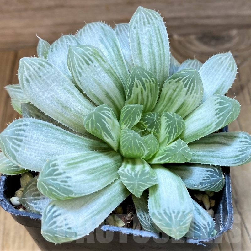 SH24951 Haworthia cooperi 'Silver Swirl'