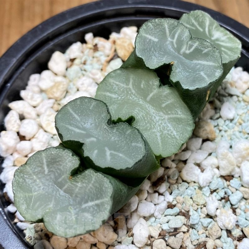 SH24952 Haworthia truncata ‘White Jade’
