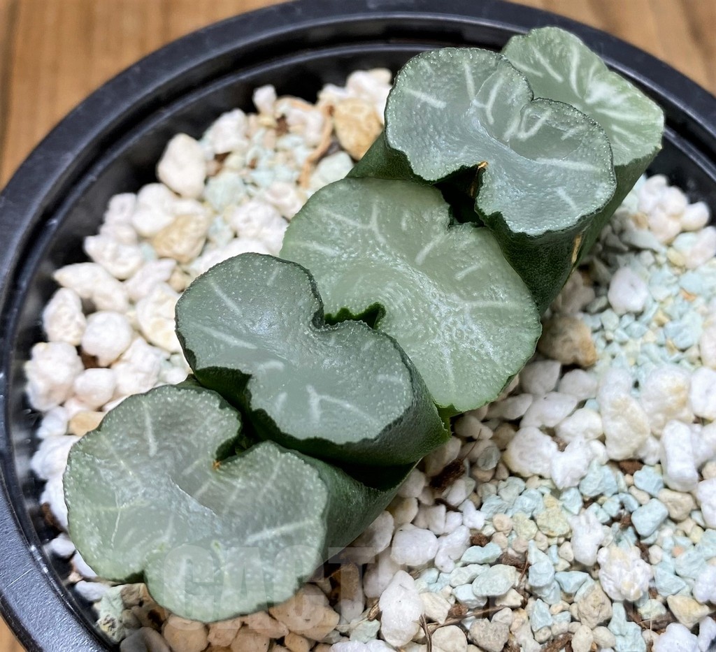 SH24952 Haworthia truncata ‘White Jade’