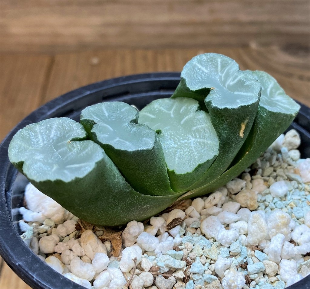 SH24952 Haworthia truncata ‘White Jade’ - Imagen 2