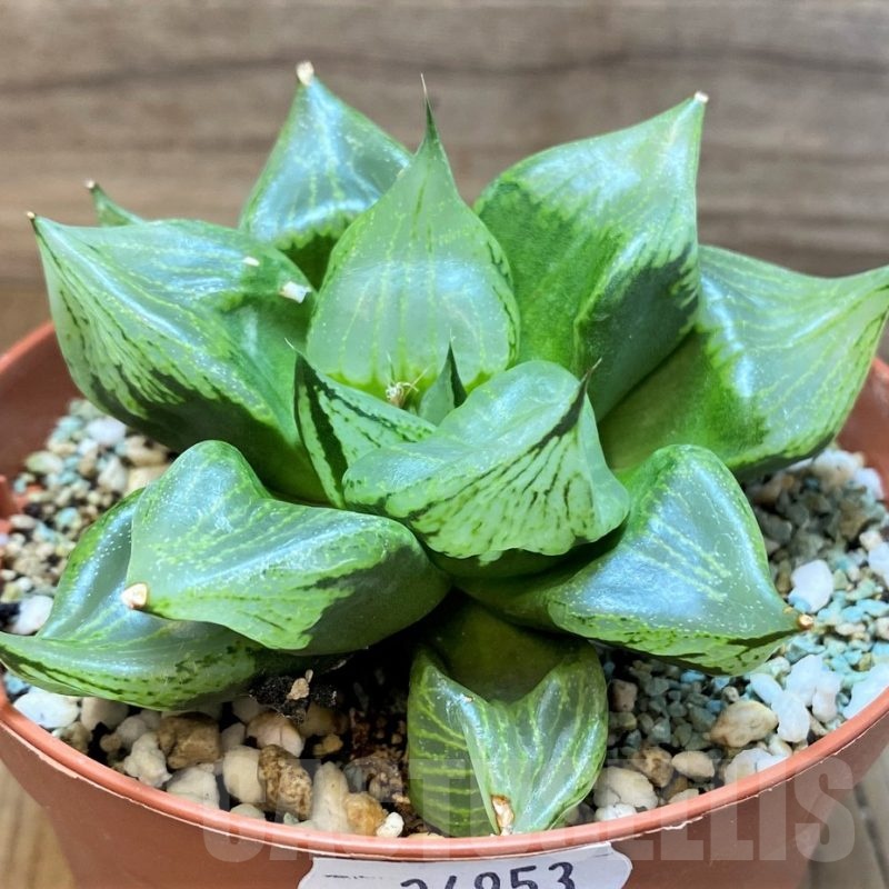 SH24953 Haworthia comptoniana ‘Urahannya’