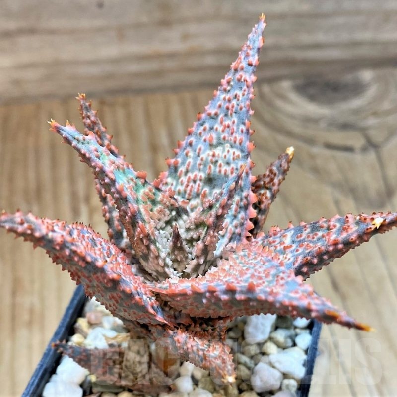 SH24894 Aloe TCT hybrid