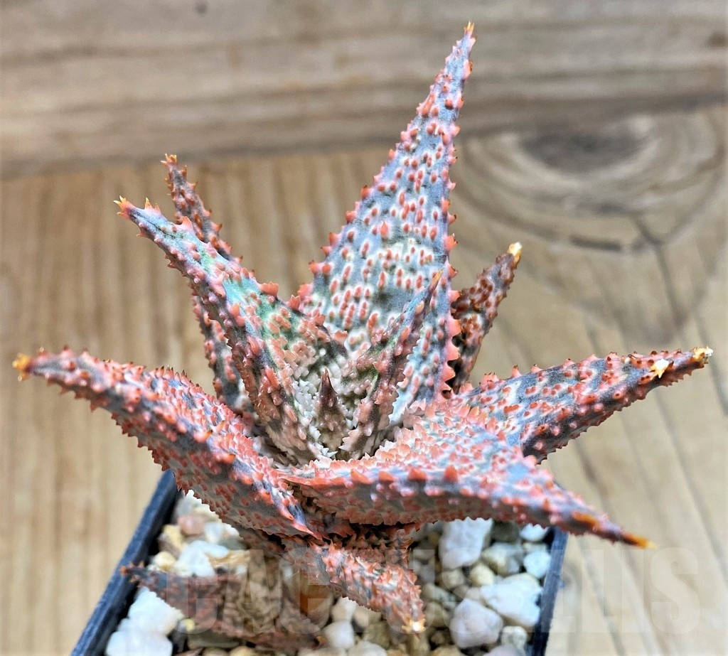SH24894 Aloe TCT hybrid