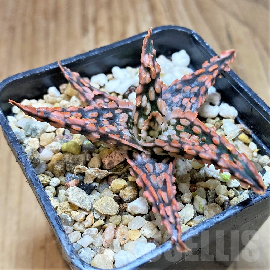 SH24895 Aloe TCT hybrid - Obrázek 2