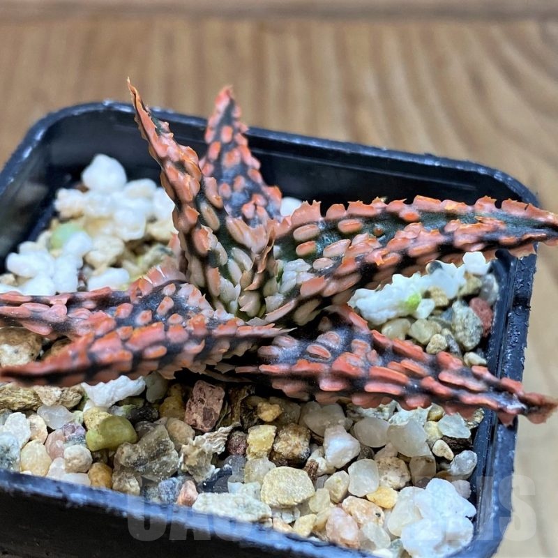 SH24895 Aloe TCT hybrid