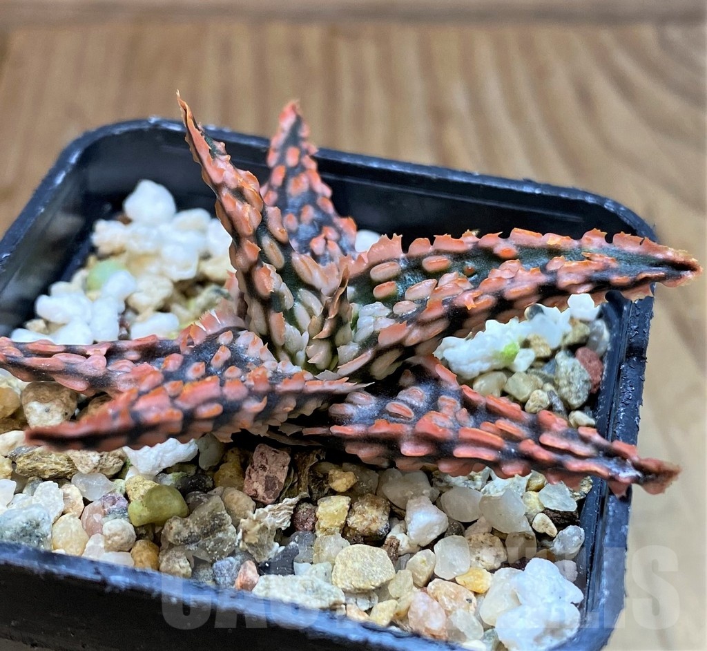 SH24895 Aloe TCT hybrid
