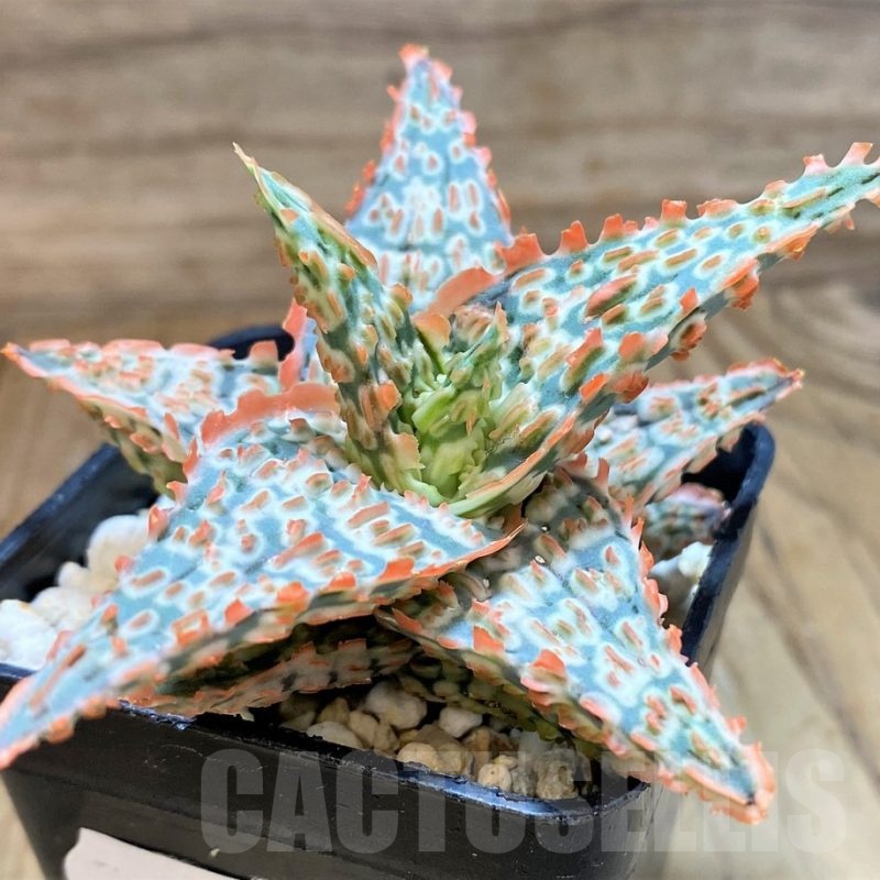 SH24896 Aloe TCT hybrid