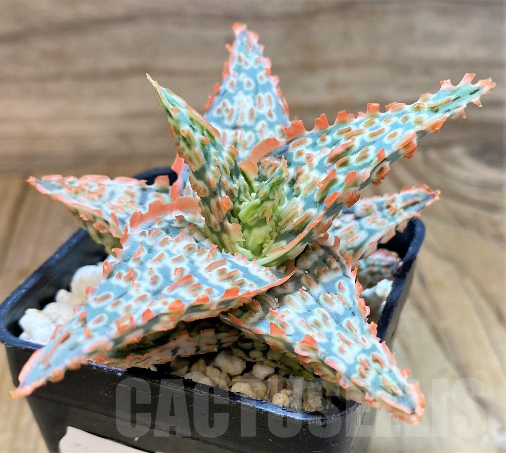 SH24896 Aloe TCT hybrid