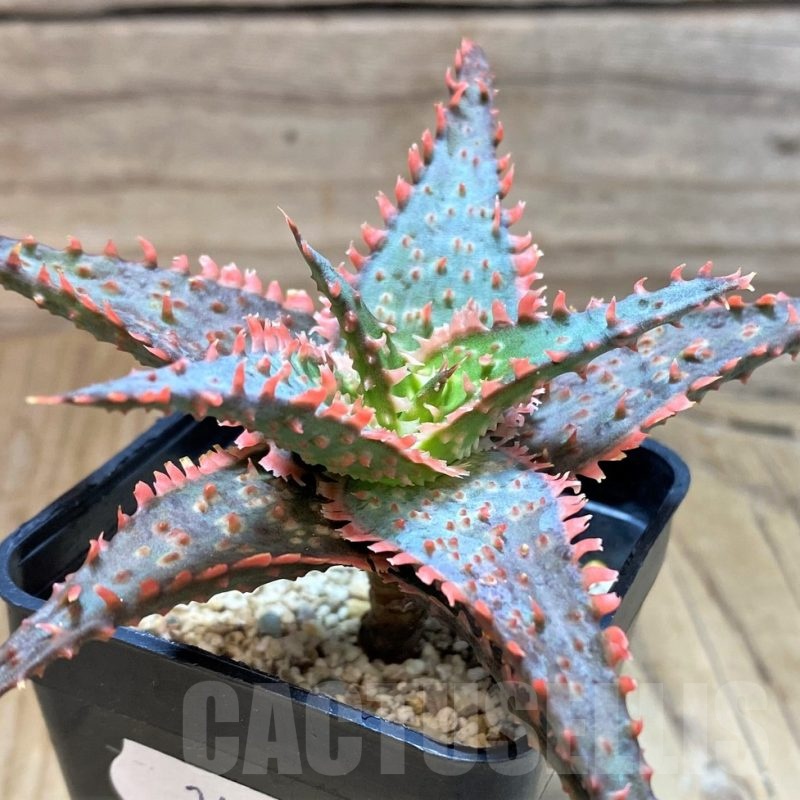 SH24888 Aloe TCT hybrid