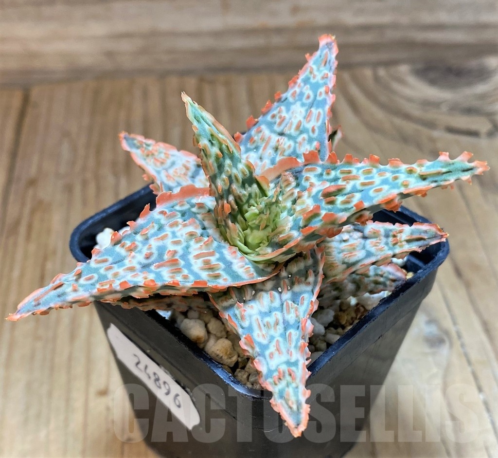 SH24896 Aloe TCT hybrid - immagine 2