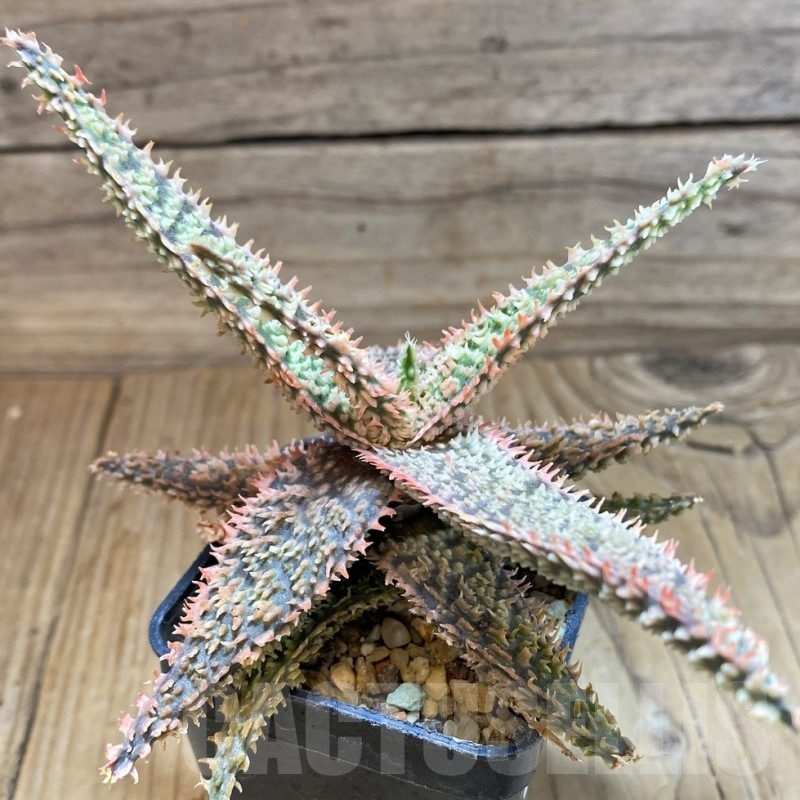 SH24897 Aloe TCT hybrid