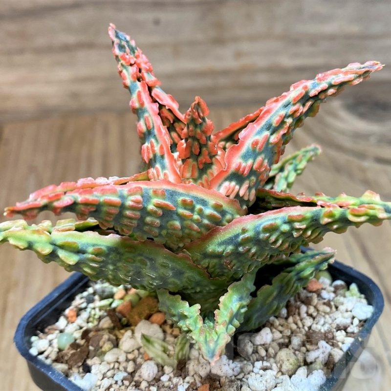 SH24898 Aloe TCT hybrid