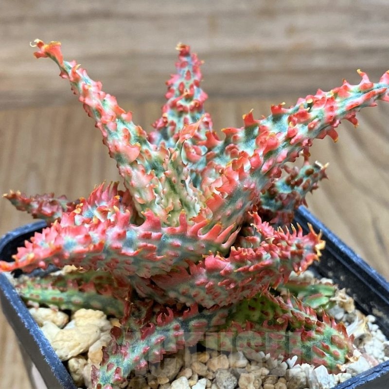 SH24899 Aloe TCT hybrid