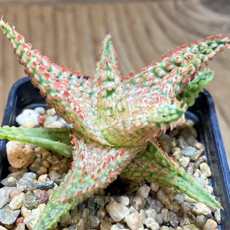 SH24900 Aloe TCT hybrid