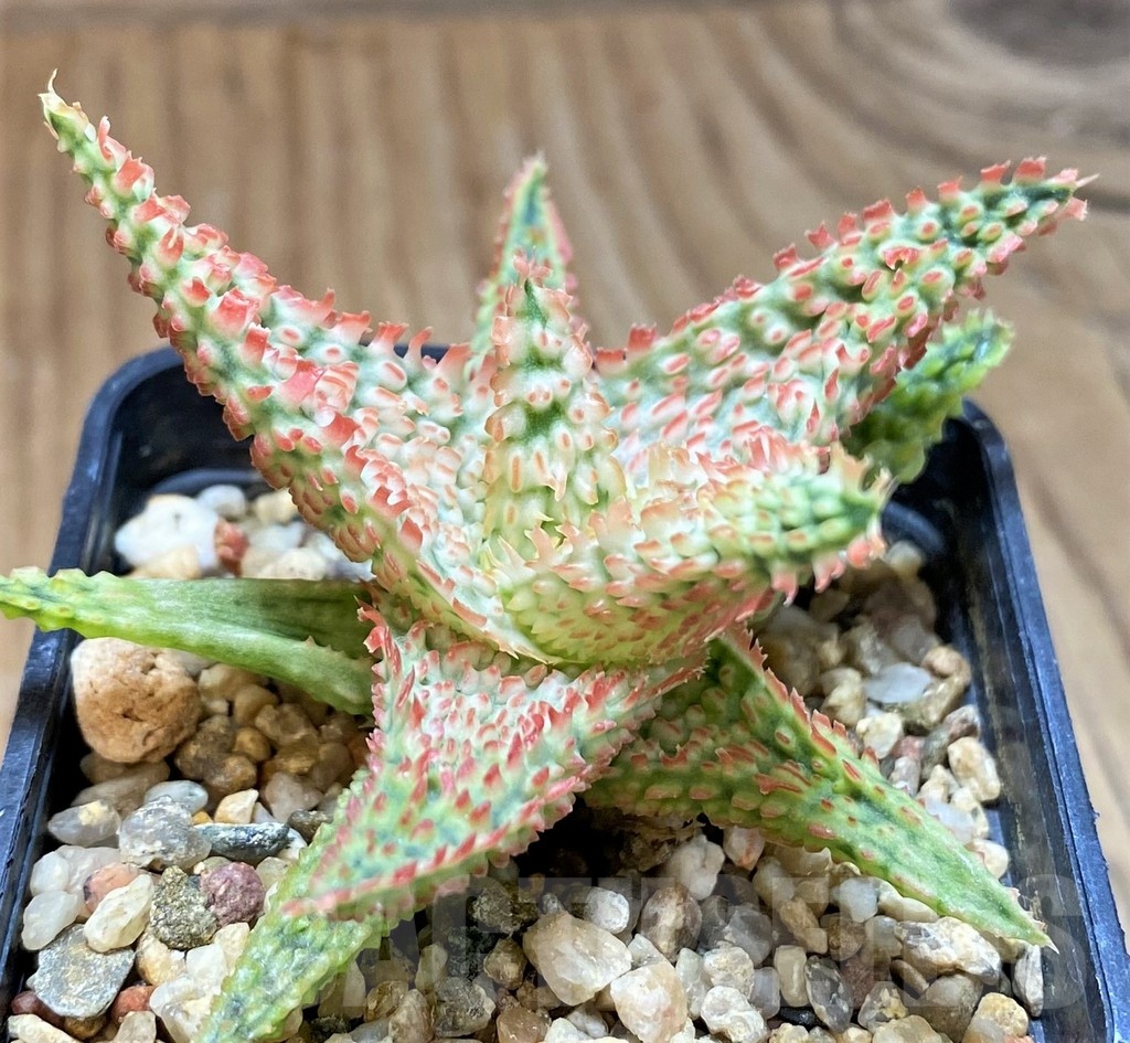 SH24900 Aloe TCT hybrid