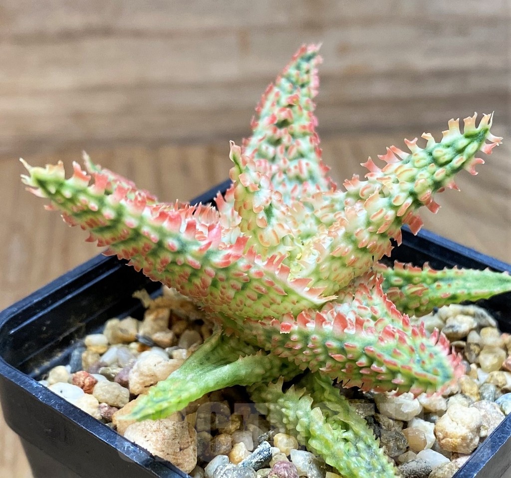 SH24900 Aloe TCT hybrid - immagine 2