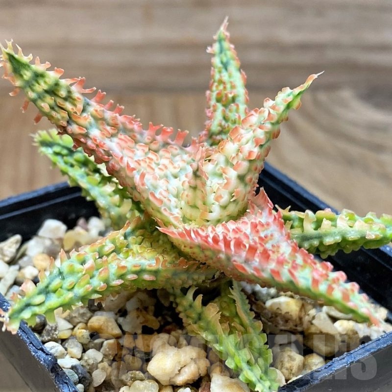 SH24901 Aloe TCT hybrid