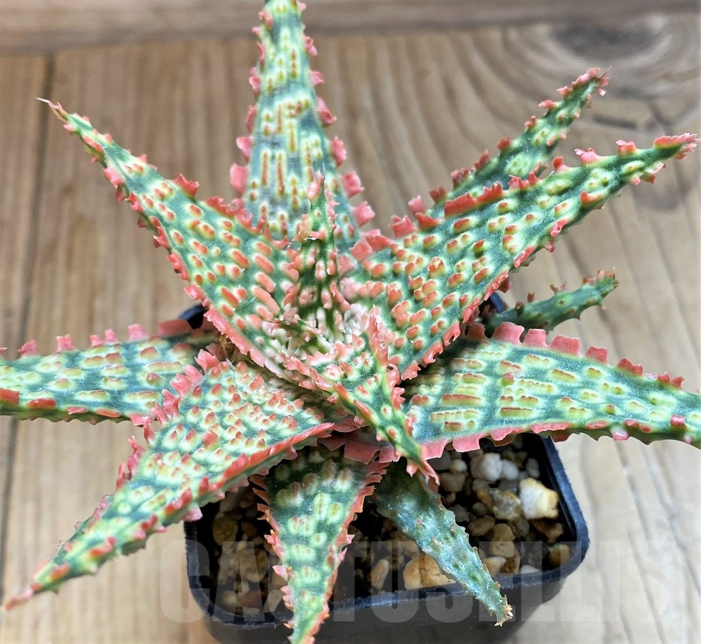 SH24902 Aloe TCT hybrid – Bild 2