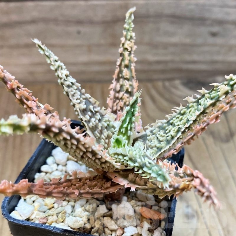 SH24889 Aloe TCT hybrid