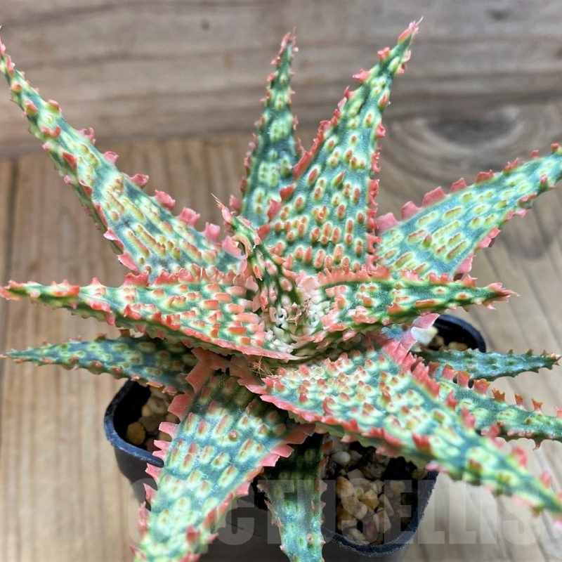 SH24902 Aloe TCT hybrid