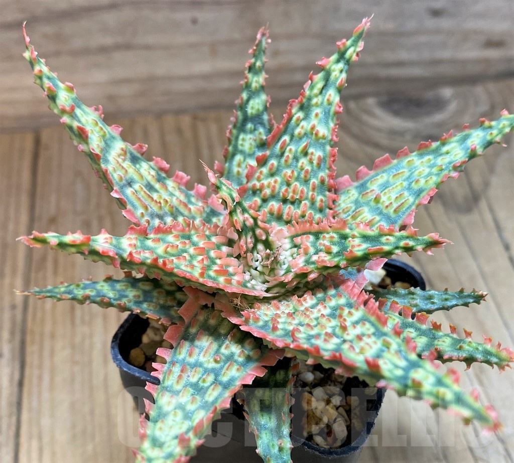 SH24902 Aloe TCT hybrid