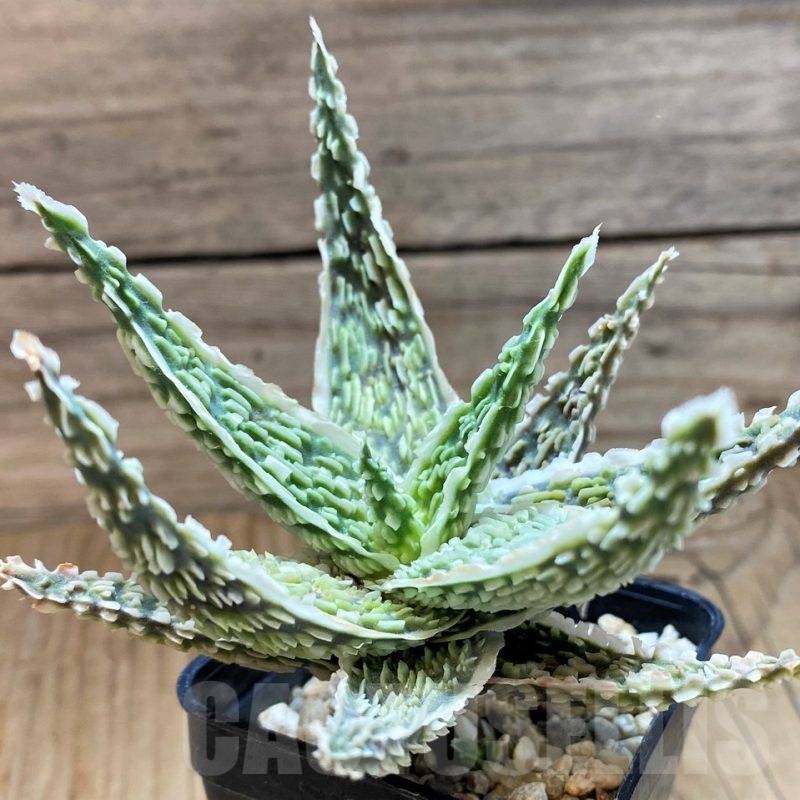 SH24903 Aloe TCT hybrid