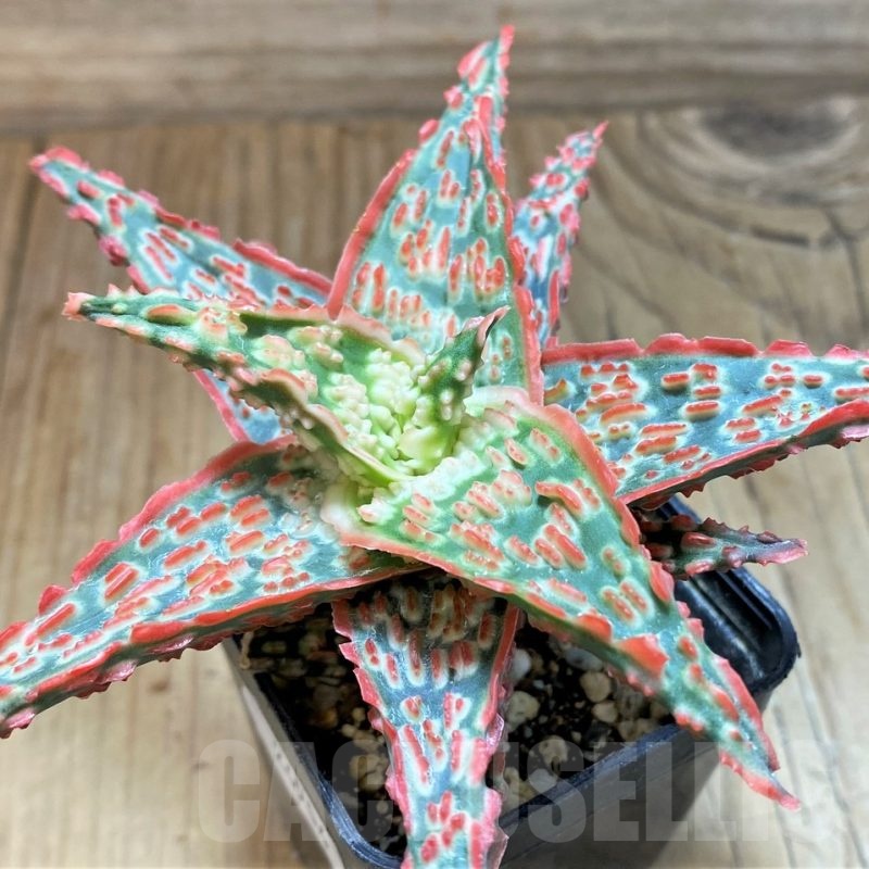 SH24904 Aloe TCT hybrid