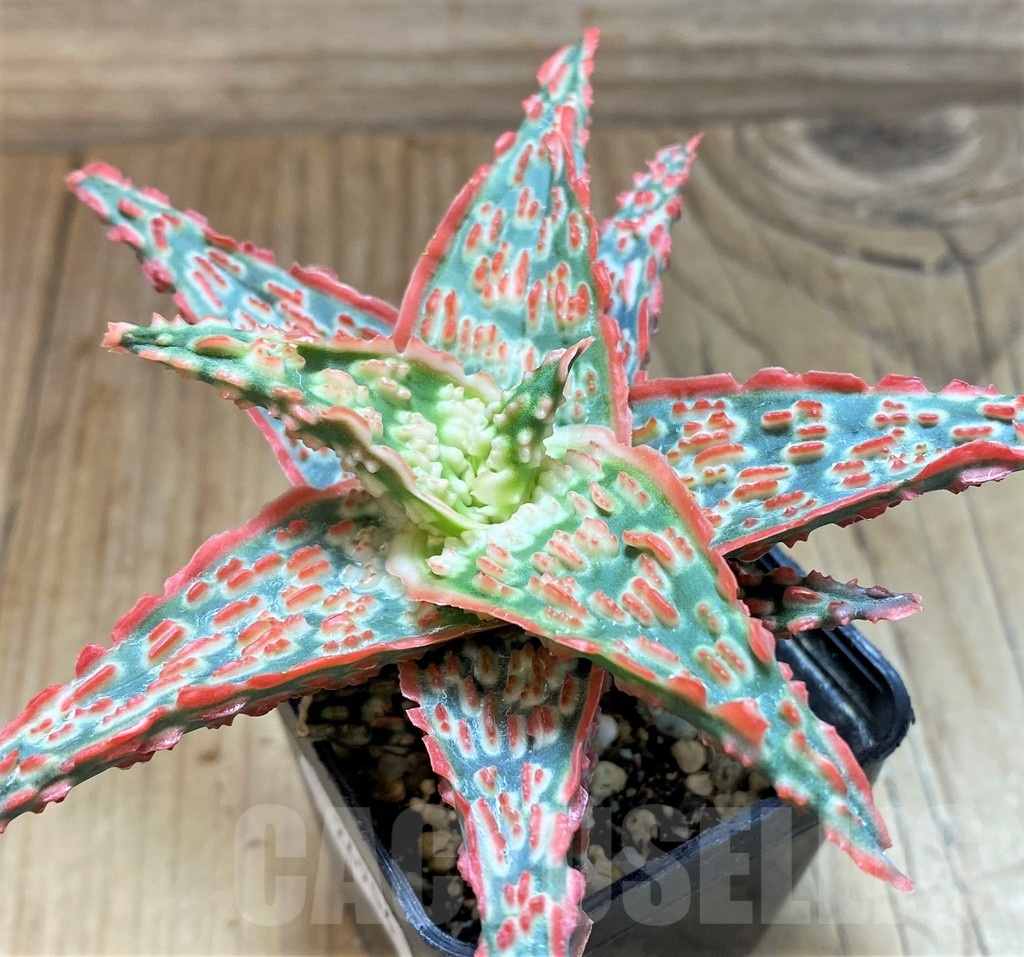 SH24904 Aloe TCT hybrid