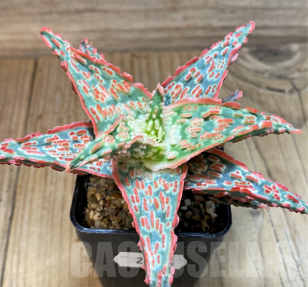 SH24904 Aloe TCT hybrid - Image 2