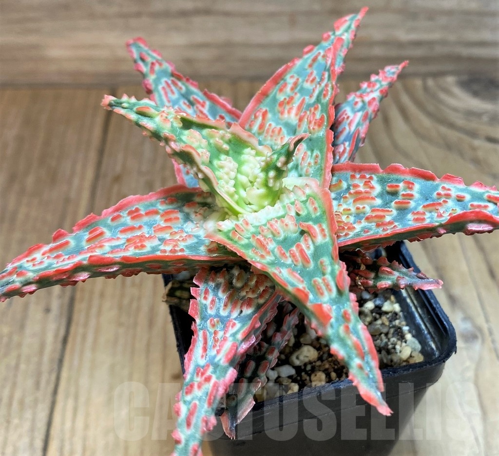 SH24904 Aloe TCT hybrid - Image 3