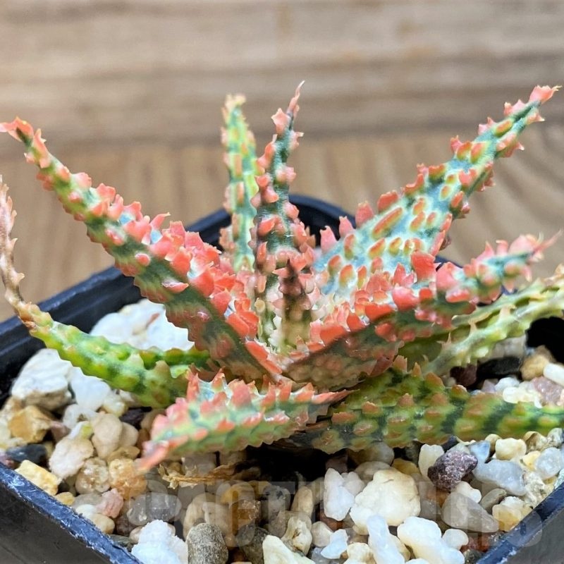 SH24905 Aloe TCT hybrid
