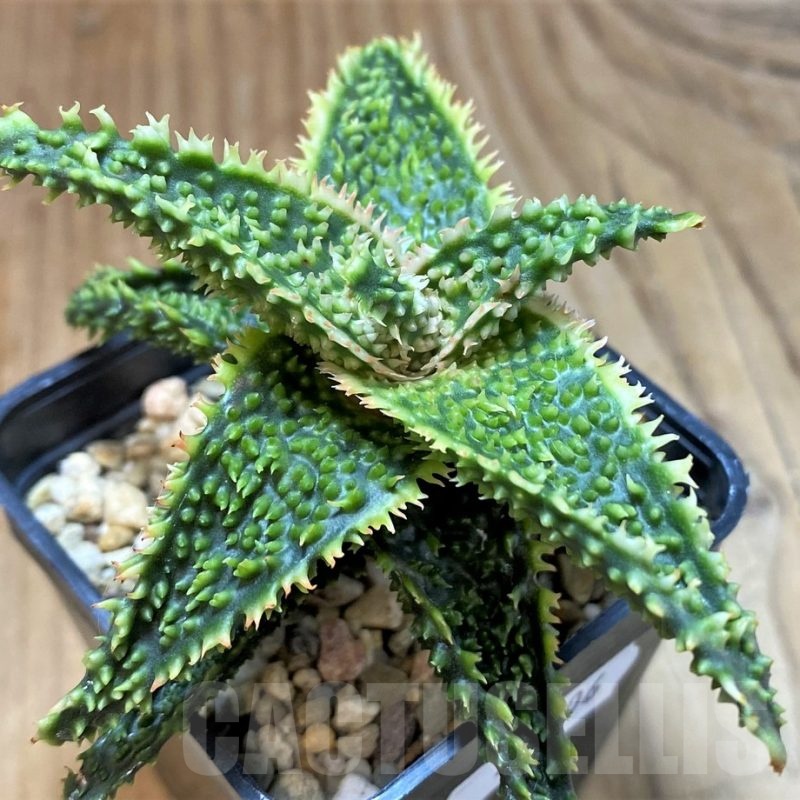 SH24906 Aloe TCT hybrid