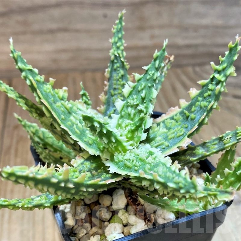 SH24907 Aloe TCT hybrid