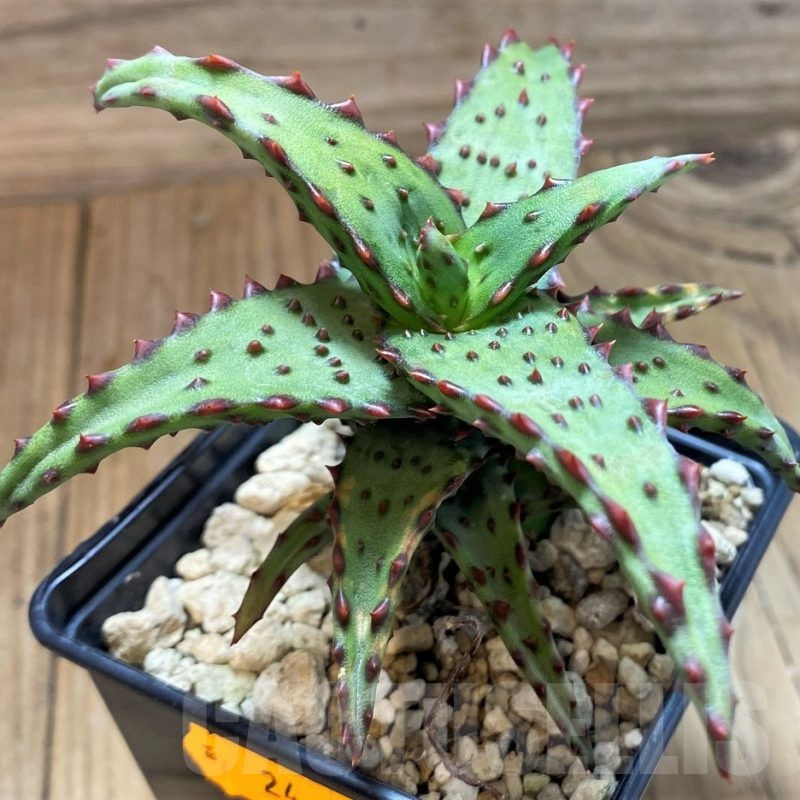 SH24908 Aloe castilloniae hybrid