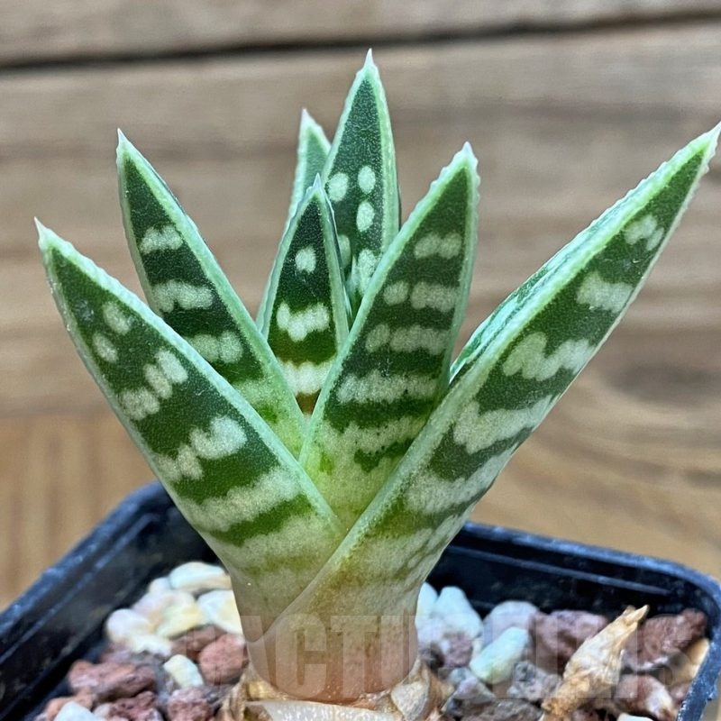 SH24909 Aloe variegata