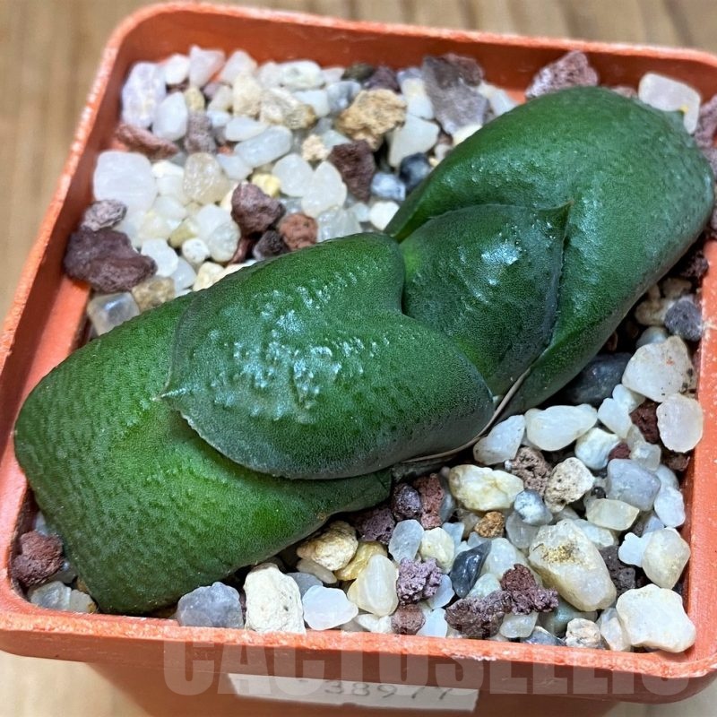 SH24910 Gasteria armstrongii