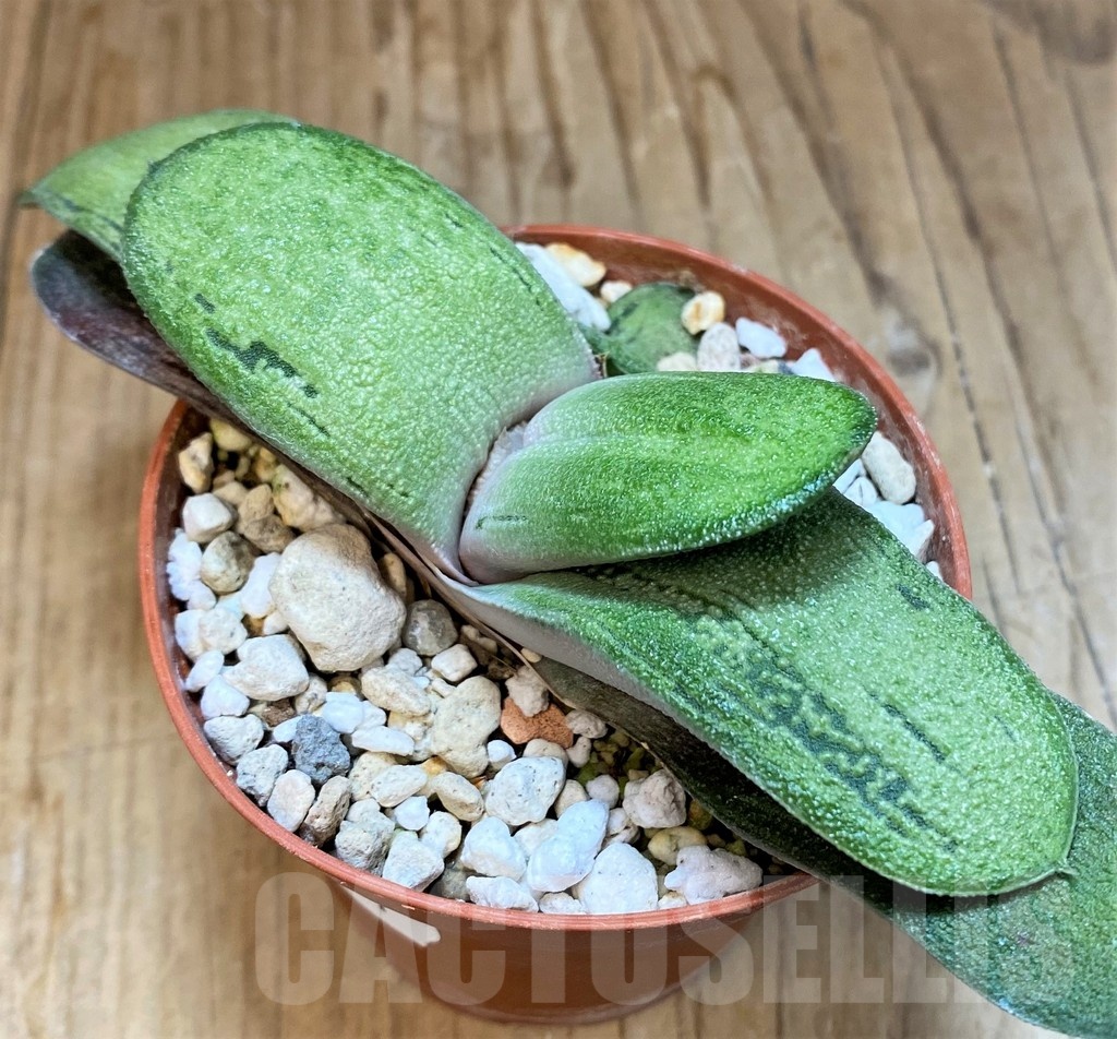 SH24911 Gasteria 'Little Warty' hybrid - immagine 2