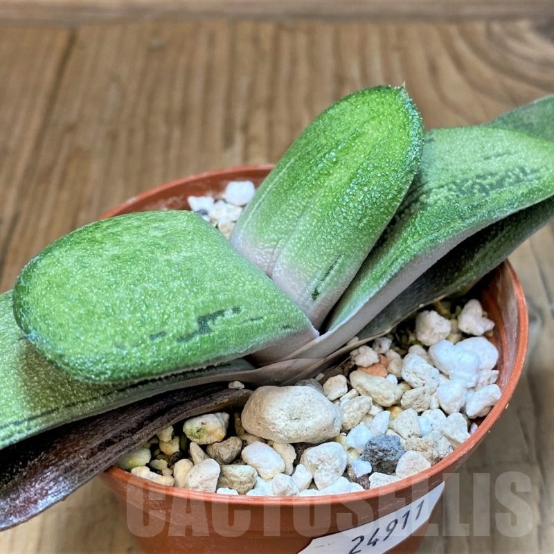 SH24911 Gasteria 'Little Warty' hybrid