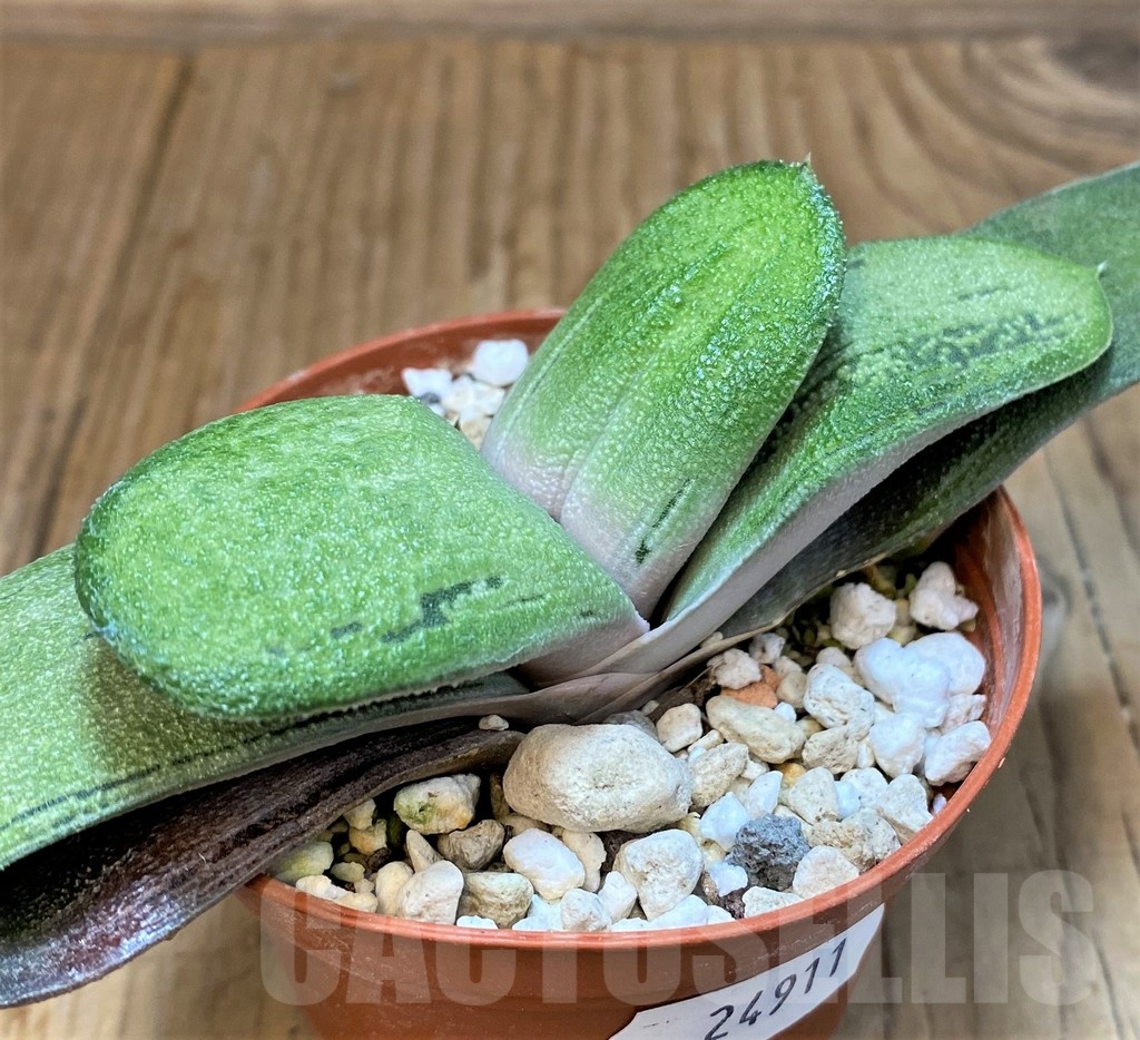 SH24911 Gasteria 'Little Warty' hybrid