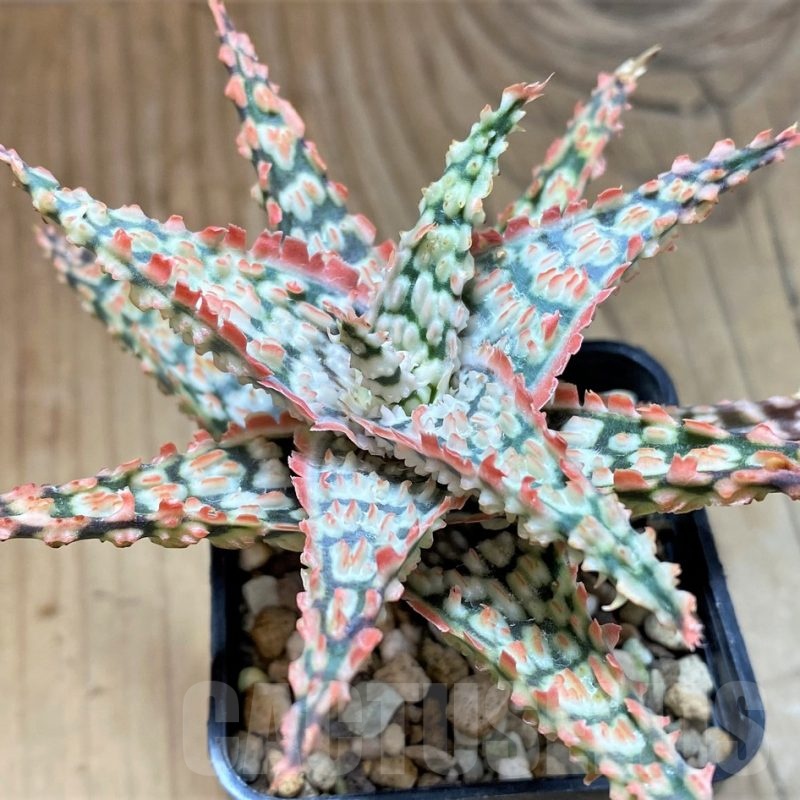 SH24890 Aloe TCT hybrid