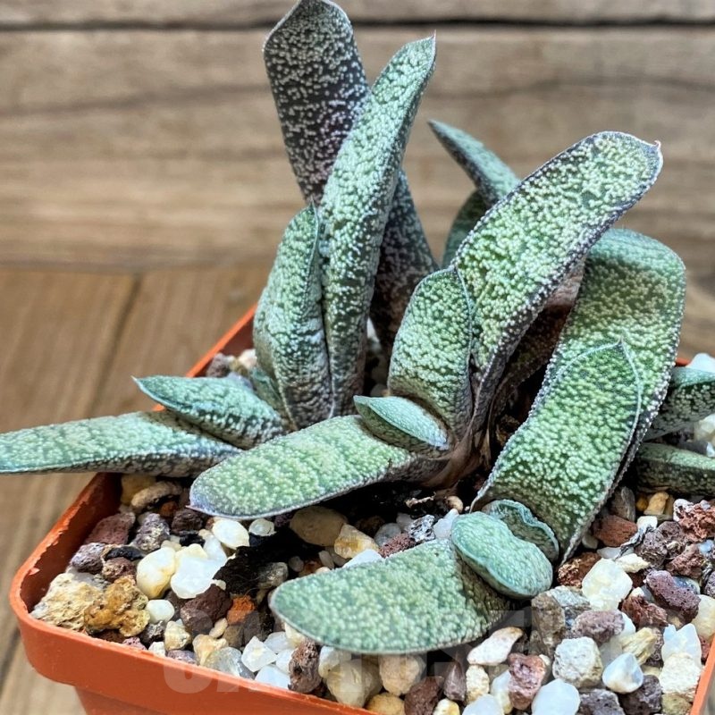 SH24912 Gasteria ellaphieae x Gasteria baylissiana SH