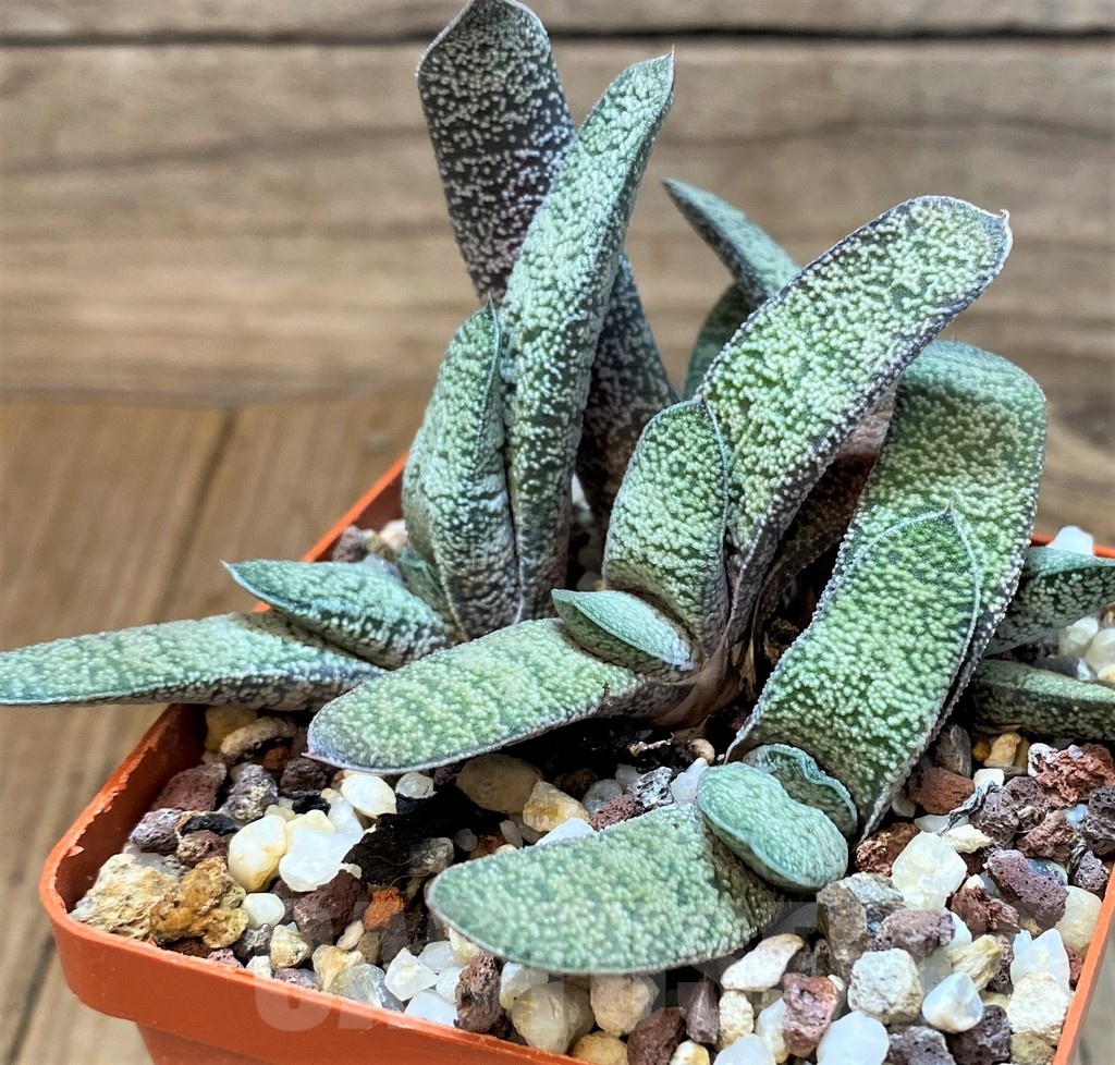 SH24912 Gasteria ellaphieae x Gasteria baylissiana SH