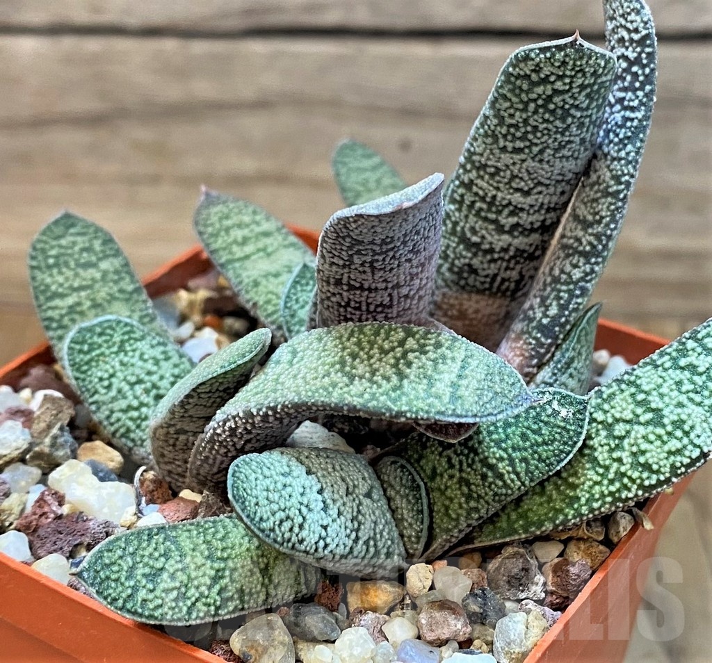 SH24912 Gasteria ellaphieae x Gasteria baylissiana SH - Obrázek 2