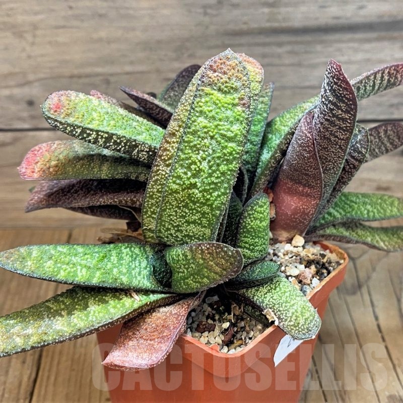 SH24913 Gasteria batesiana x ? compact form
