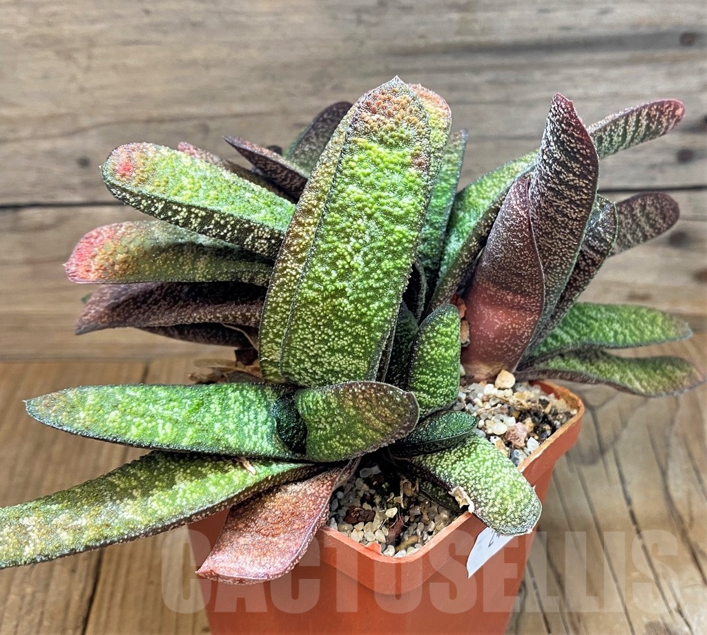 SH24913 Gasteria batesiana x ? compact form