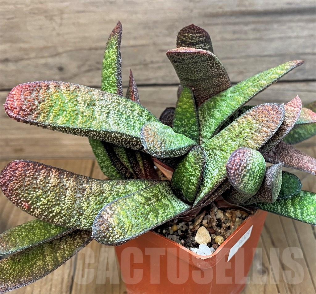 SH24913 Gasteria batesiana x ? compact form - Obrázek 2