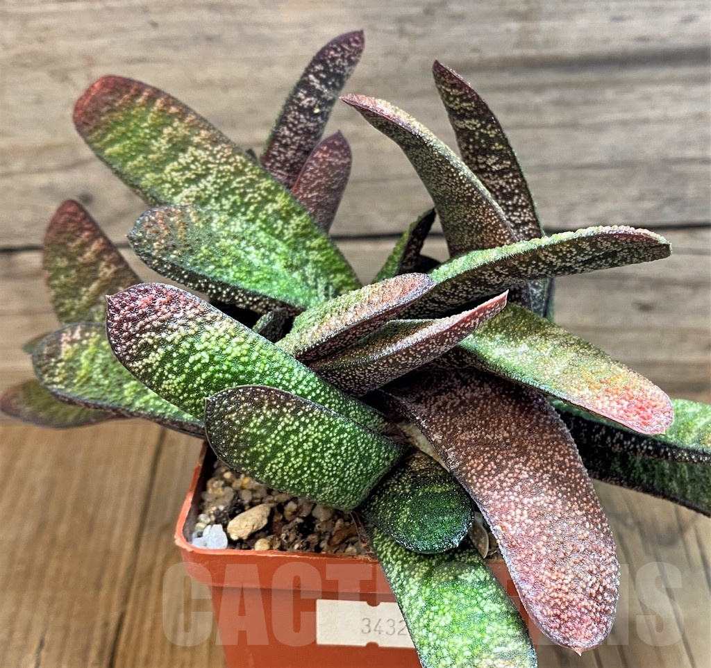 SH24913 Gasteria batesiana x ? compact form - Obrázek 3
